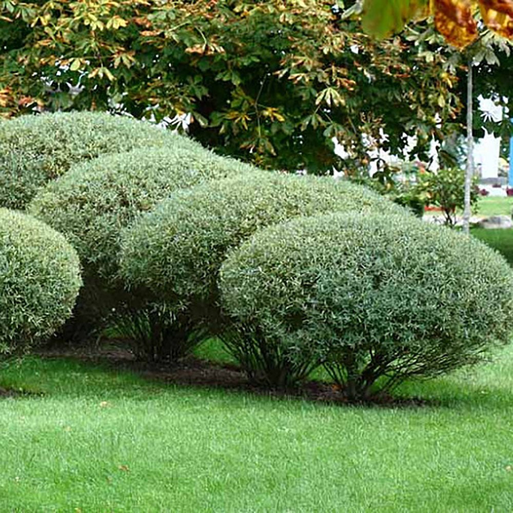 Salcie Purpurie (Salix purpurea), cu frunze fine si tulpina rosie