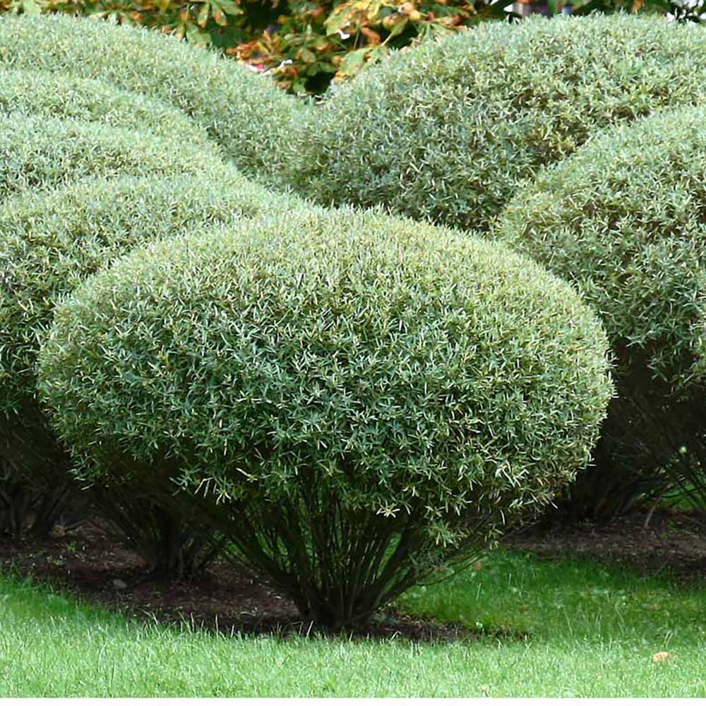 Salcie Purpurie (Salix purpurea), cu frunze fine si tulpina rosie