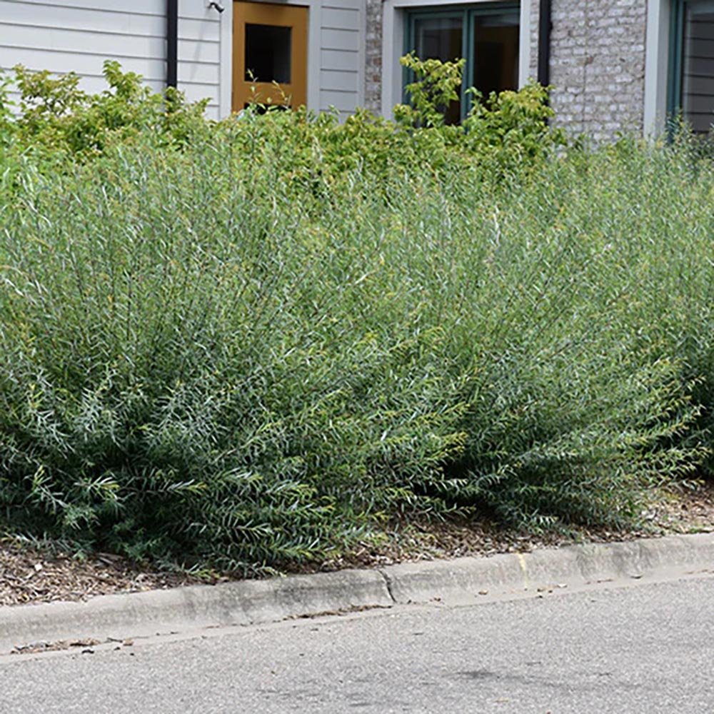 Salcie Purpurie (Salix purpurea), cu frunze fine si tulpina rosie