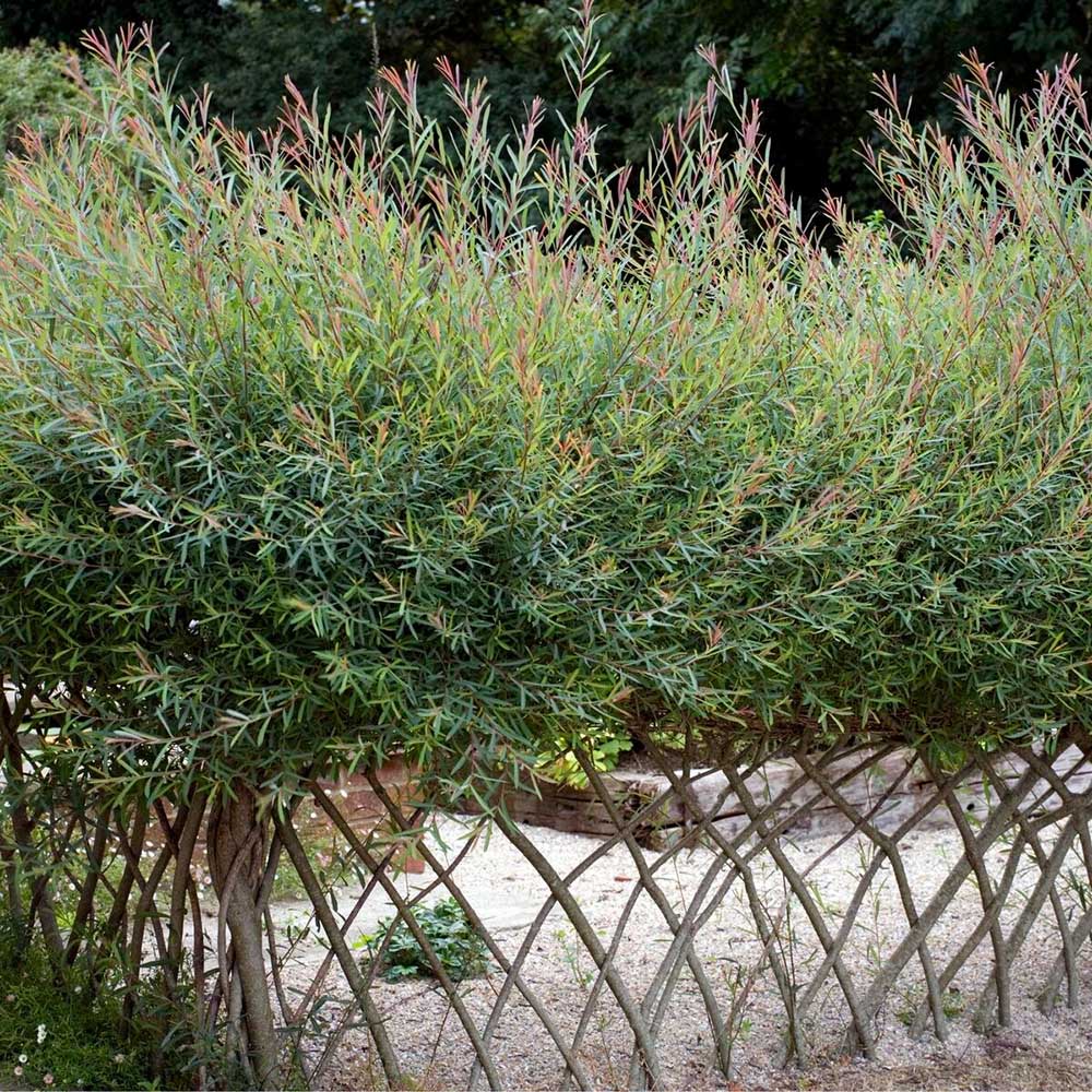 Salcie Purpurie (Salix purpurea), cu frunze fine si tulpina rosie