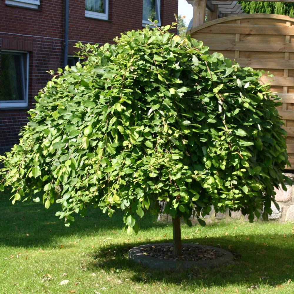 Salcie plangatoare Scotiana Kilmarnock