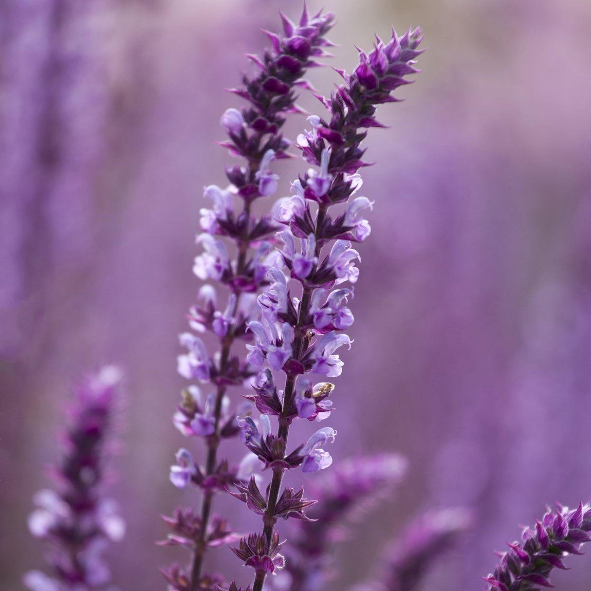 Salvie de Padure Amethyst, cu flori ametisti