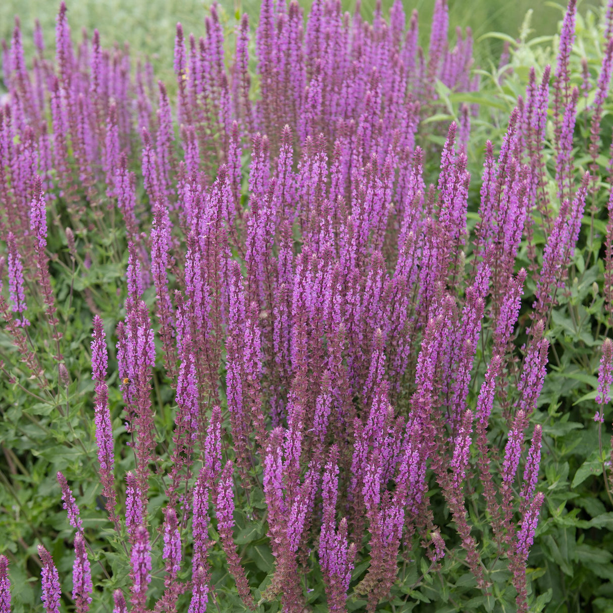 Salvie de Padure Amethyst, cu flori ametisti