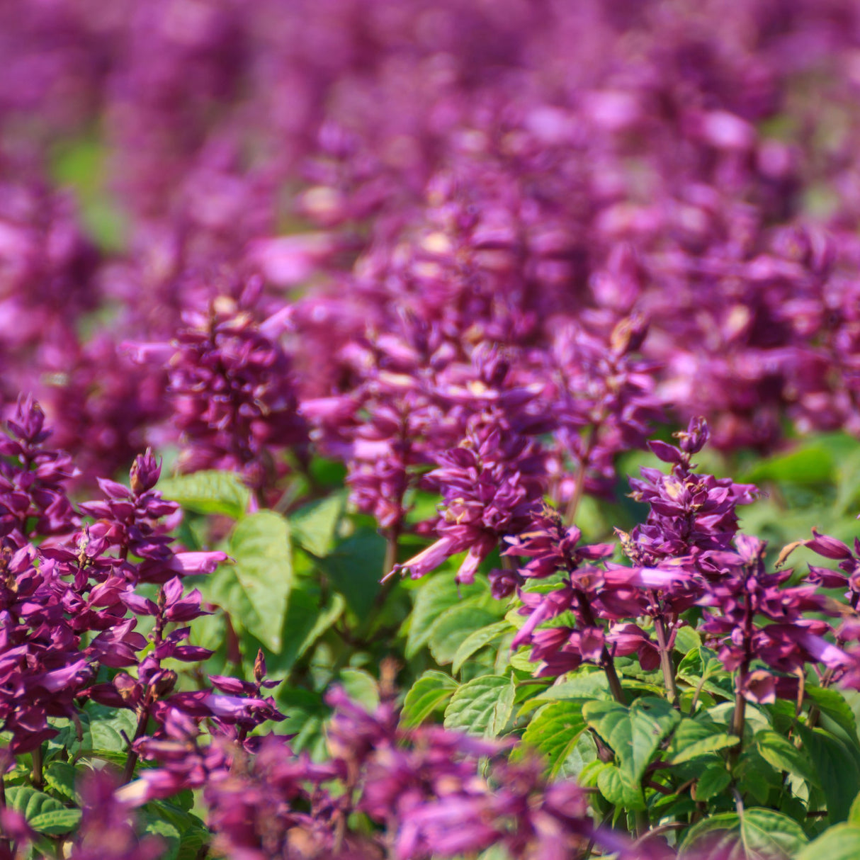 Salvie de Padure Amethyst, cu flori ametisti