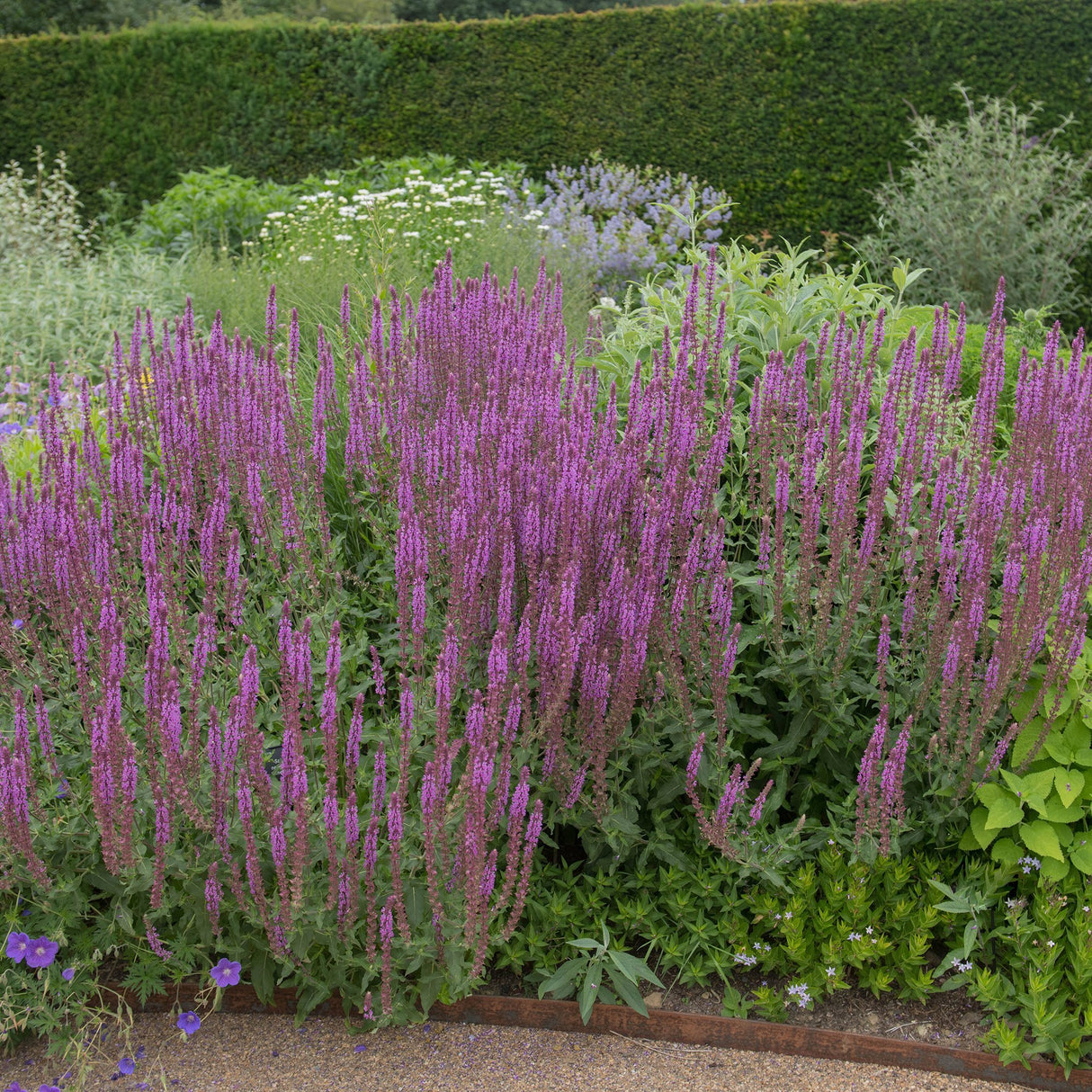 Salvie de Padure Amethyst, cu flori ametisti