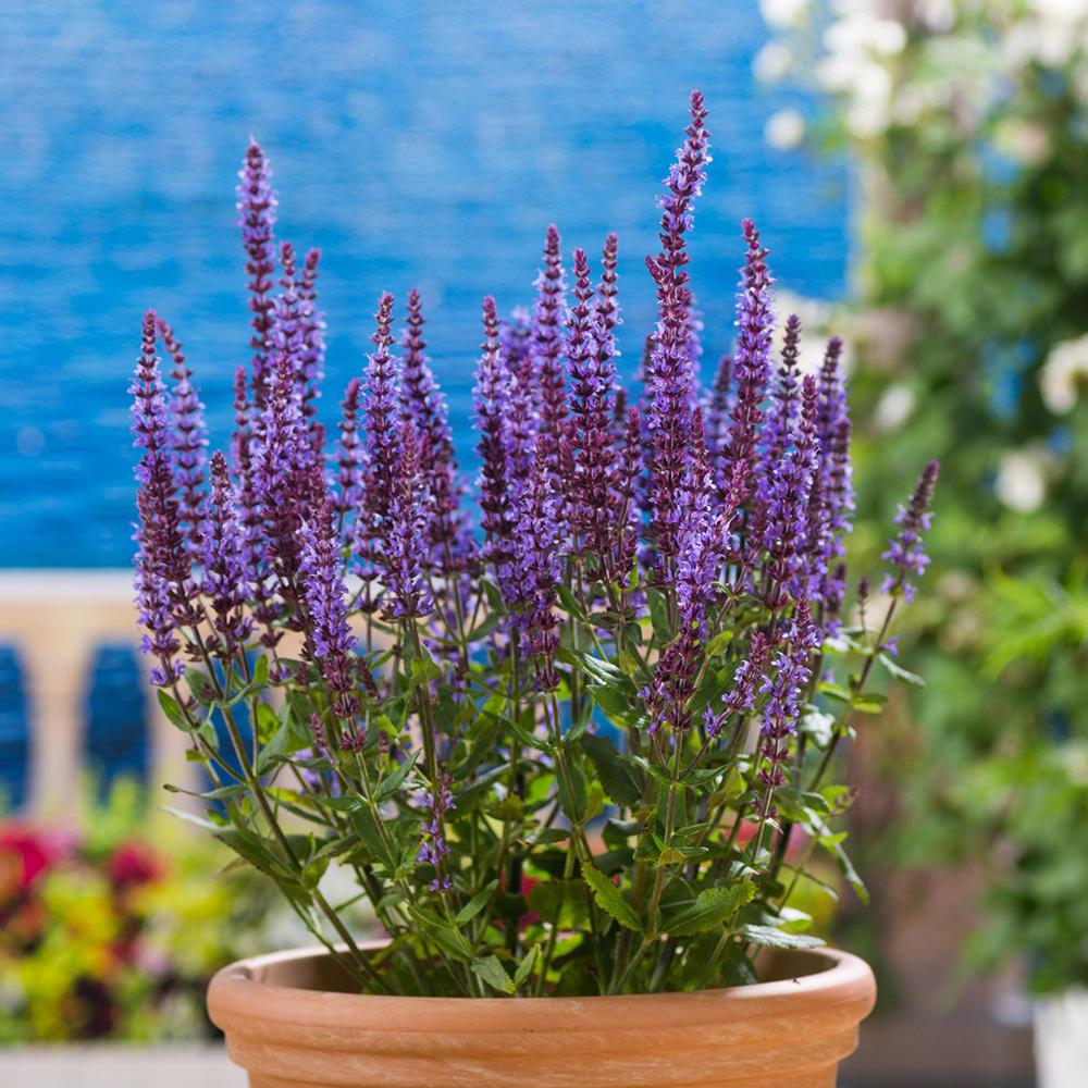 Salvie de Padure Blaukonigin, cu flori albastre-mov