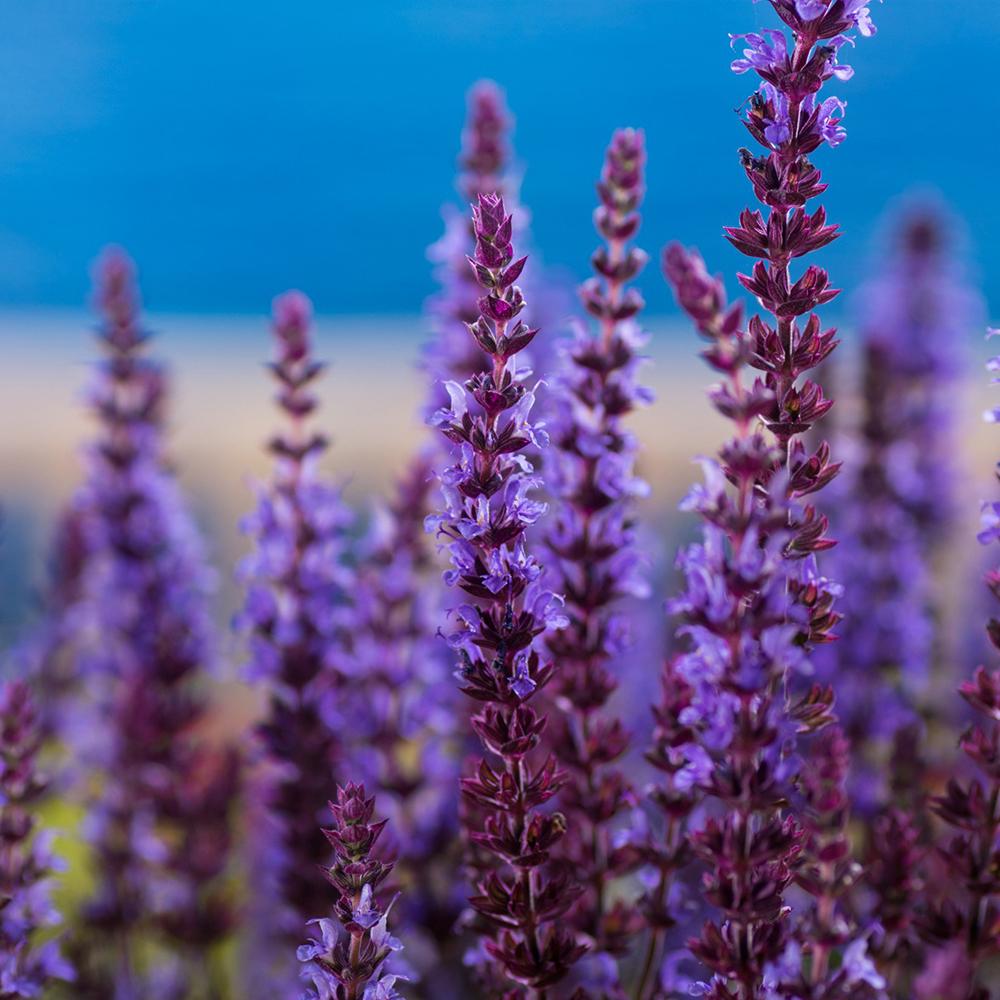 Salvie de Padure Blaukonigin, cu flori albastre-mov