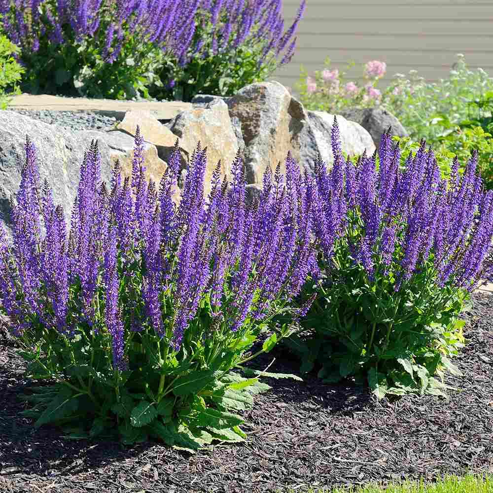 Salvie de Padure Blaukonigin, cu flori albastre-mov