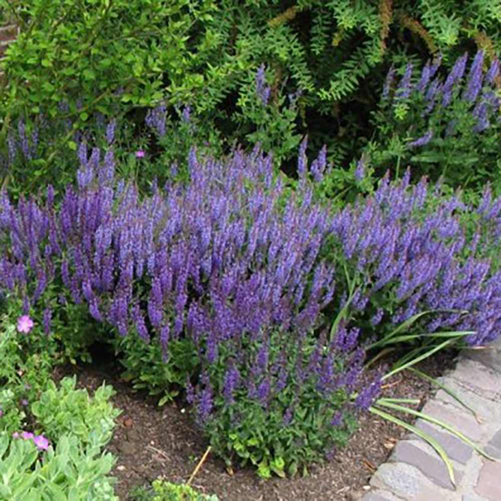 Salvie de Padure Blaukonigin, cu flori albastre-mov