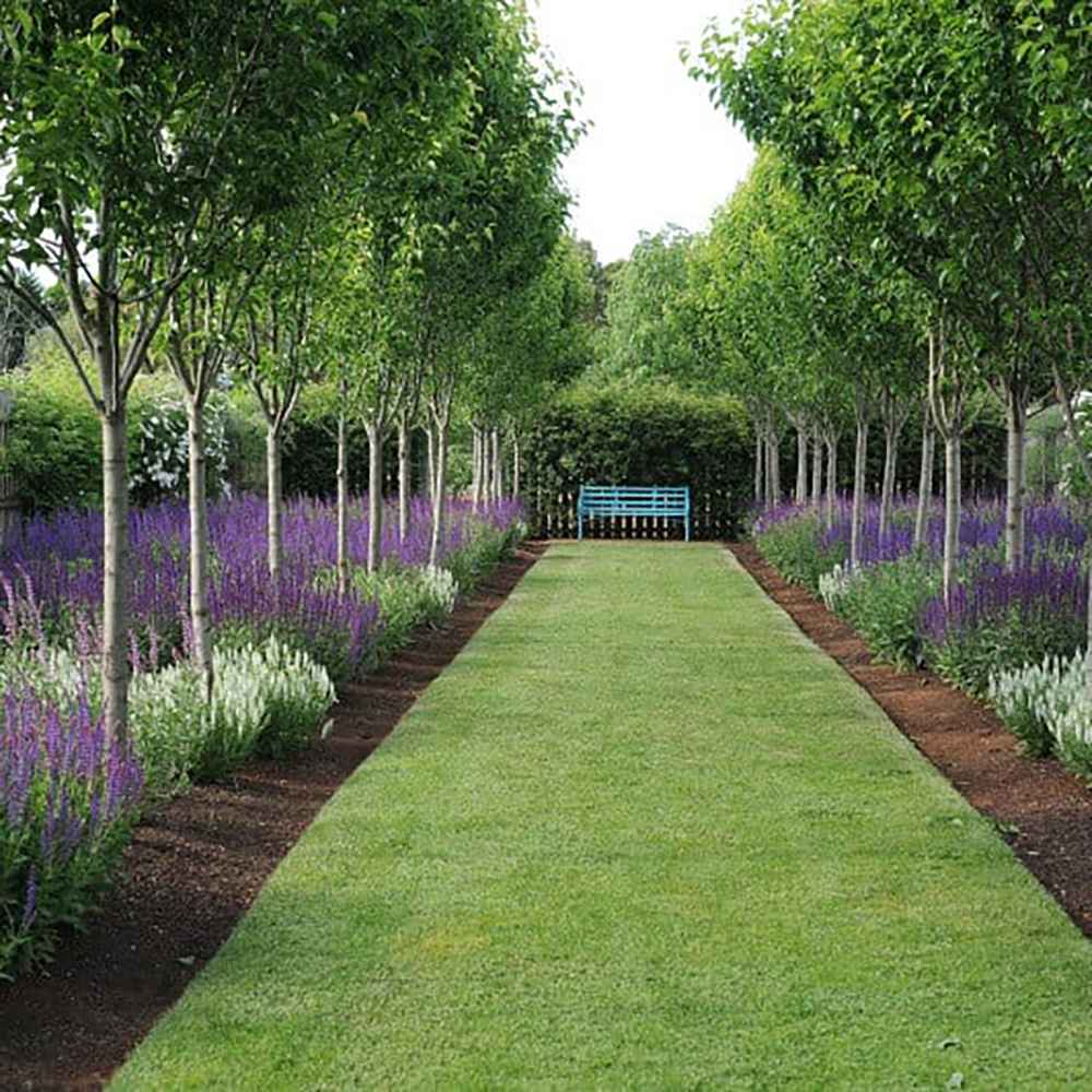 Salvie de Padure Blaukonigin, cu flori albastre-mov