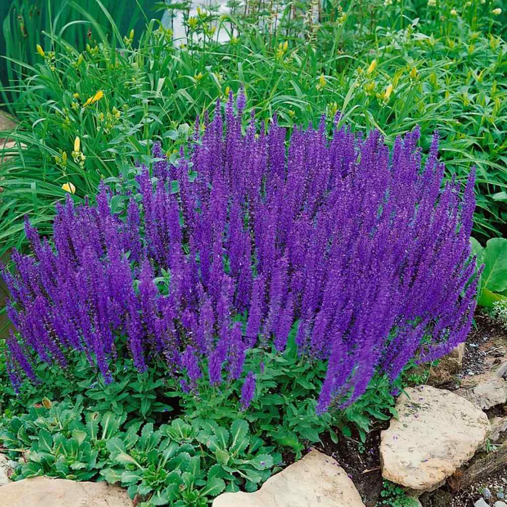 Salvie de Padure Blaukonigin, cu flori albastre-mov