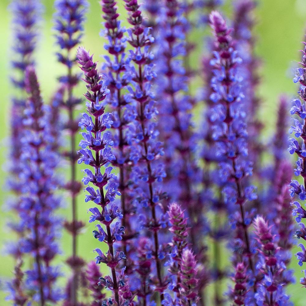 Salvie de Padure Caradonna. cu flori albastre-mov si parfum intens