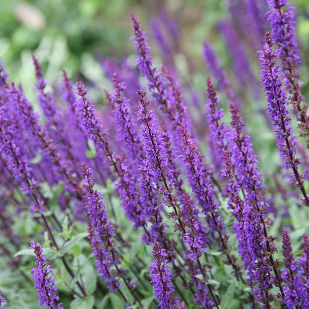 Salvie de Padure Caradonna. cu flori albastre-mov si parfum intens