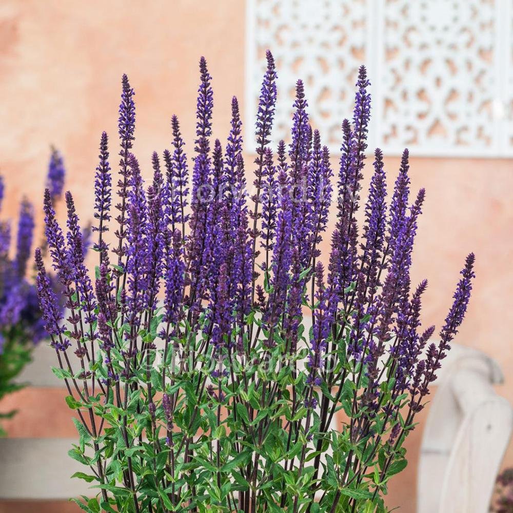 Salvie de Padure Caradonna. cu flori albastre-mov si parfum intens