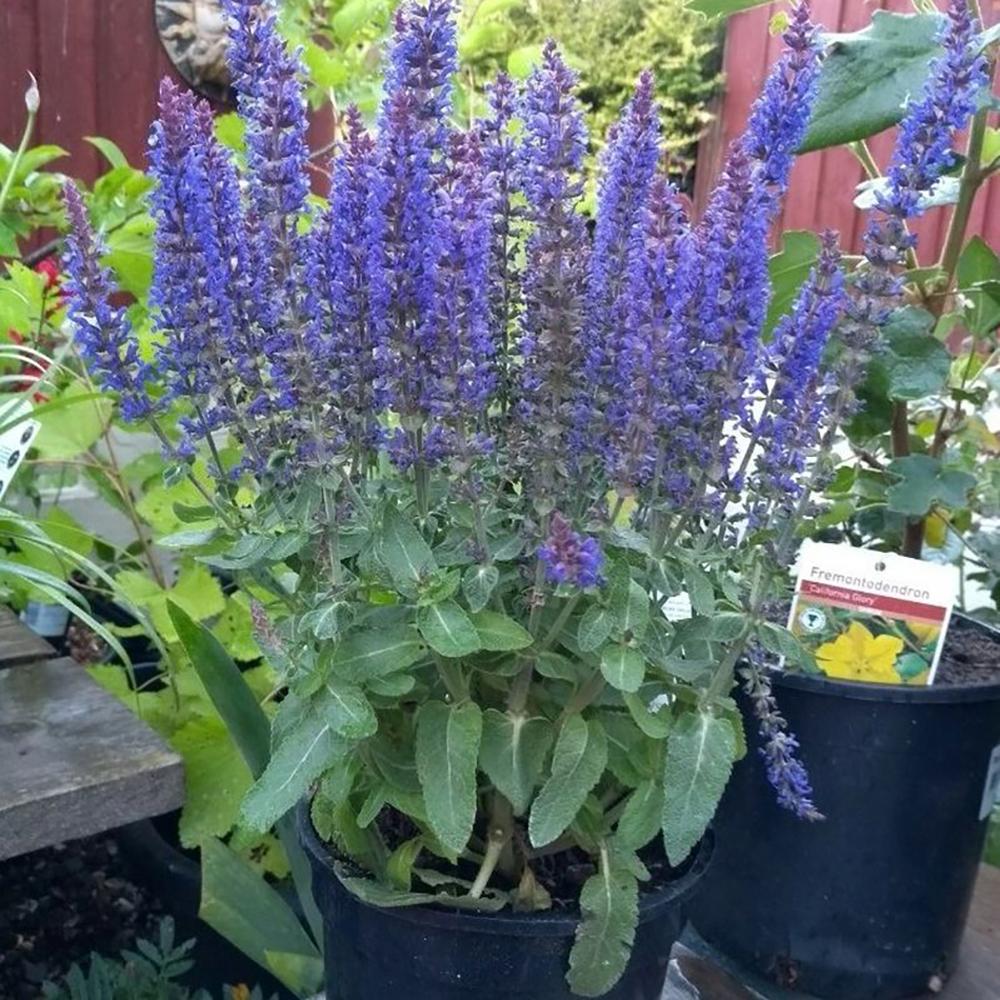 Salvie de Padure Deep Blue- Parfum Intens