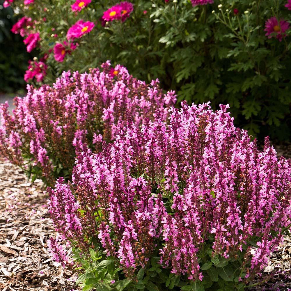 Salvie de Padure Deep Rose, cu flori roz si parfum superb