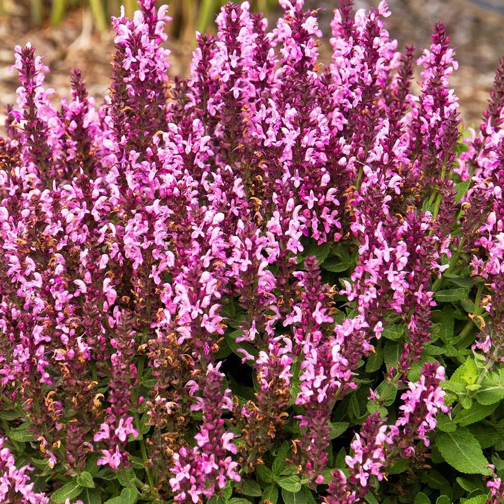 Salvie de Padure Deep Rose, cu flori roz si parfum superb