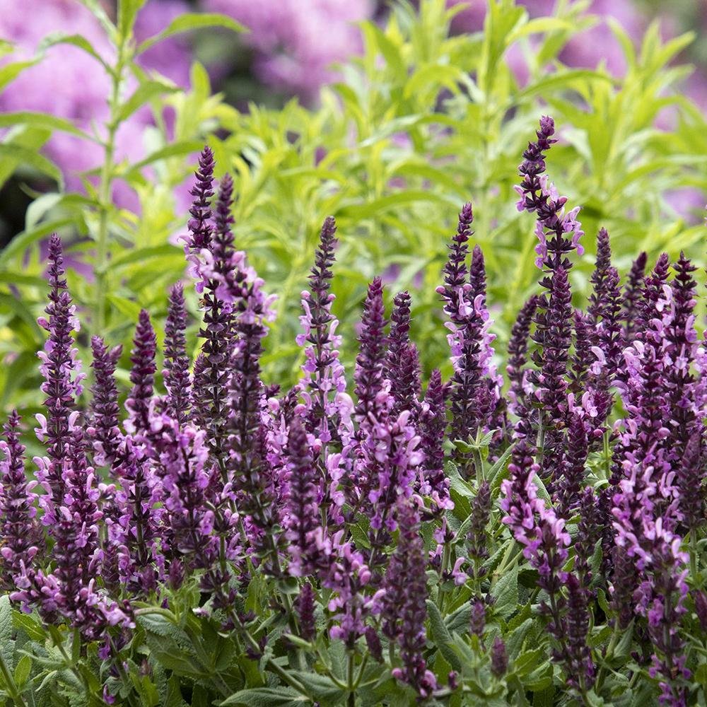 Salvie de Padure Deep Rose, cu flori roz si parfum superb