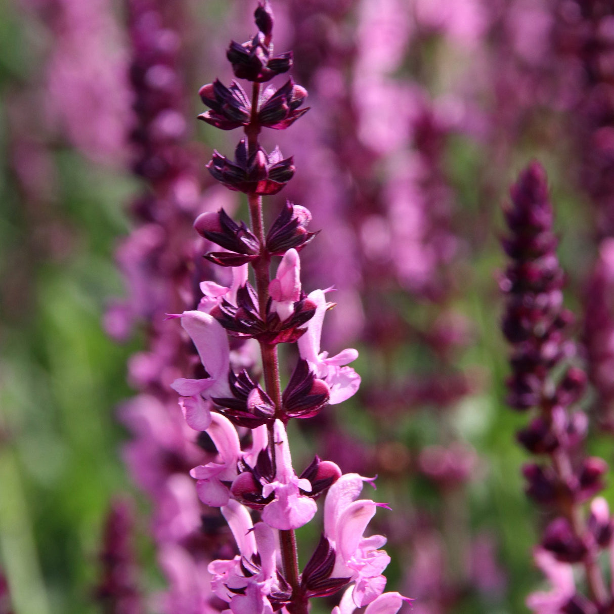 Salvie de Padure Deep Rose, cu flori roz si parfum superb