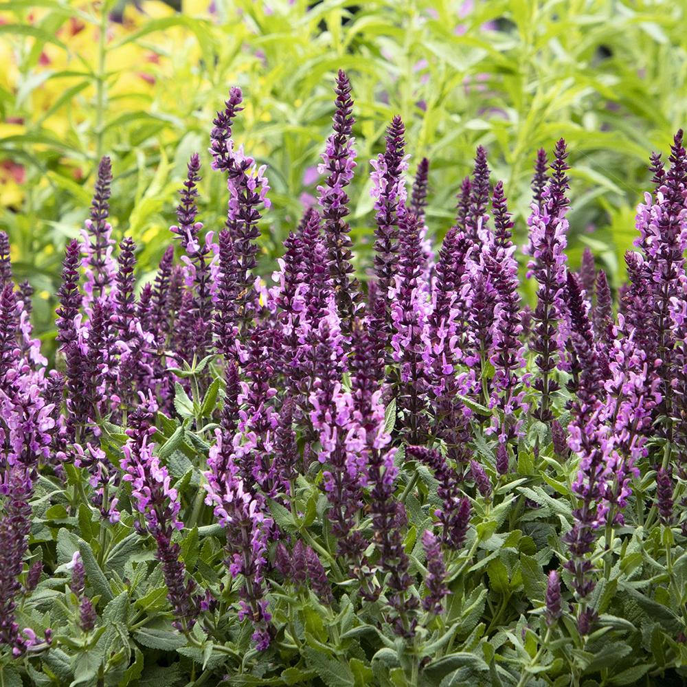 Salvie de Padure Deep Rose, cu flori roz si parfum superb