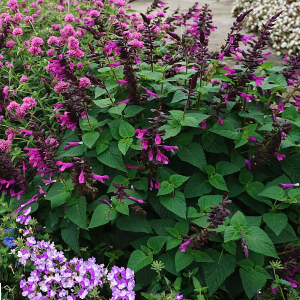 Salvie de Padure Love And Wishes, cu flori purpurii-inchis