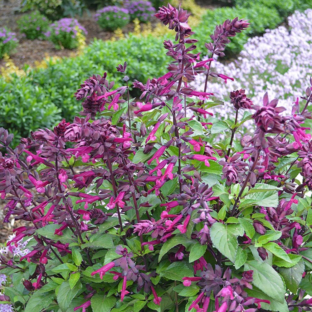 Salvie de Padure Love And Wishes, cu flori purpurii-inchis