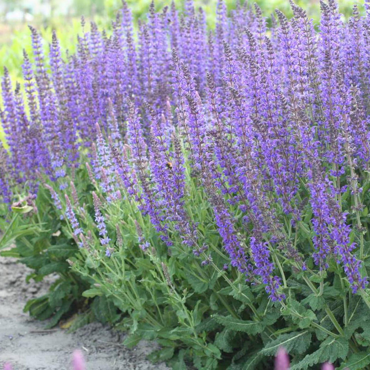 Salvie de Padure Mainacht, cu flori mov intens si parfum puternic