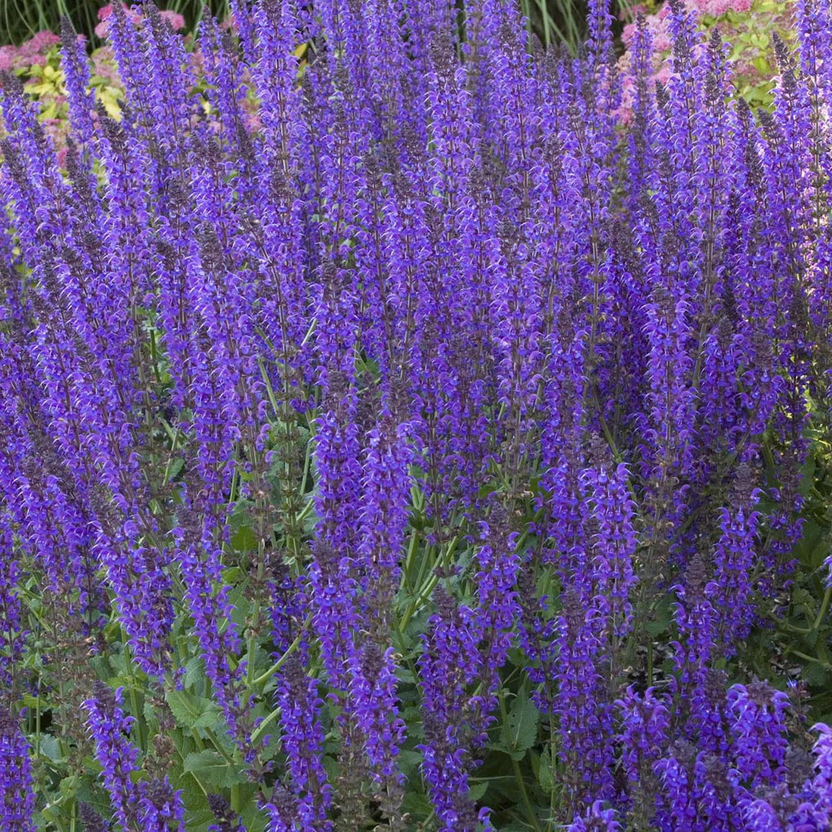 Salvie de Padure Mainacht, cu flori mov intens si parfum puternic