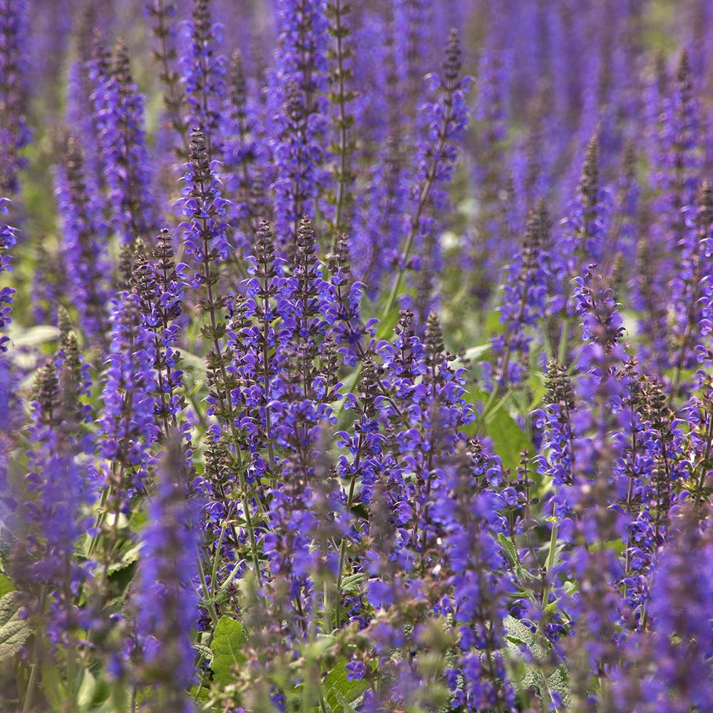 Salvie de Padure Mainacht, cu flori mov intens si parfum puternic