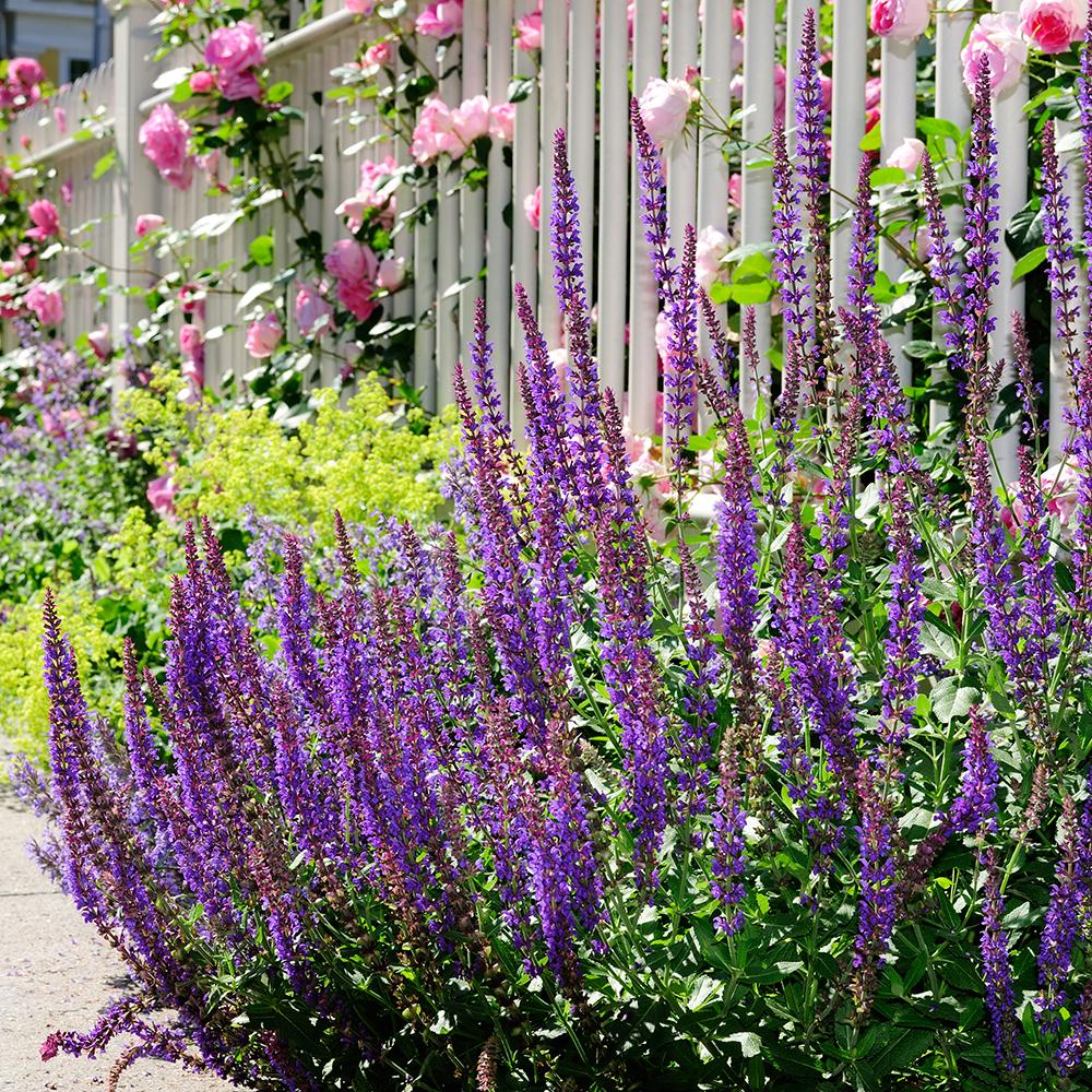Salvie de Padure Mainacht, cu flori mov intens si parfum puternic