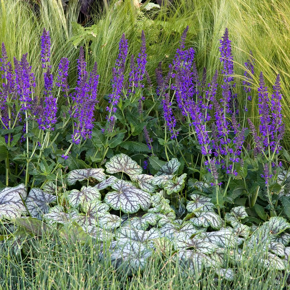 Salvie de Padure Mainacht, cu flori mov intens si parfum puternic