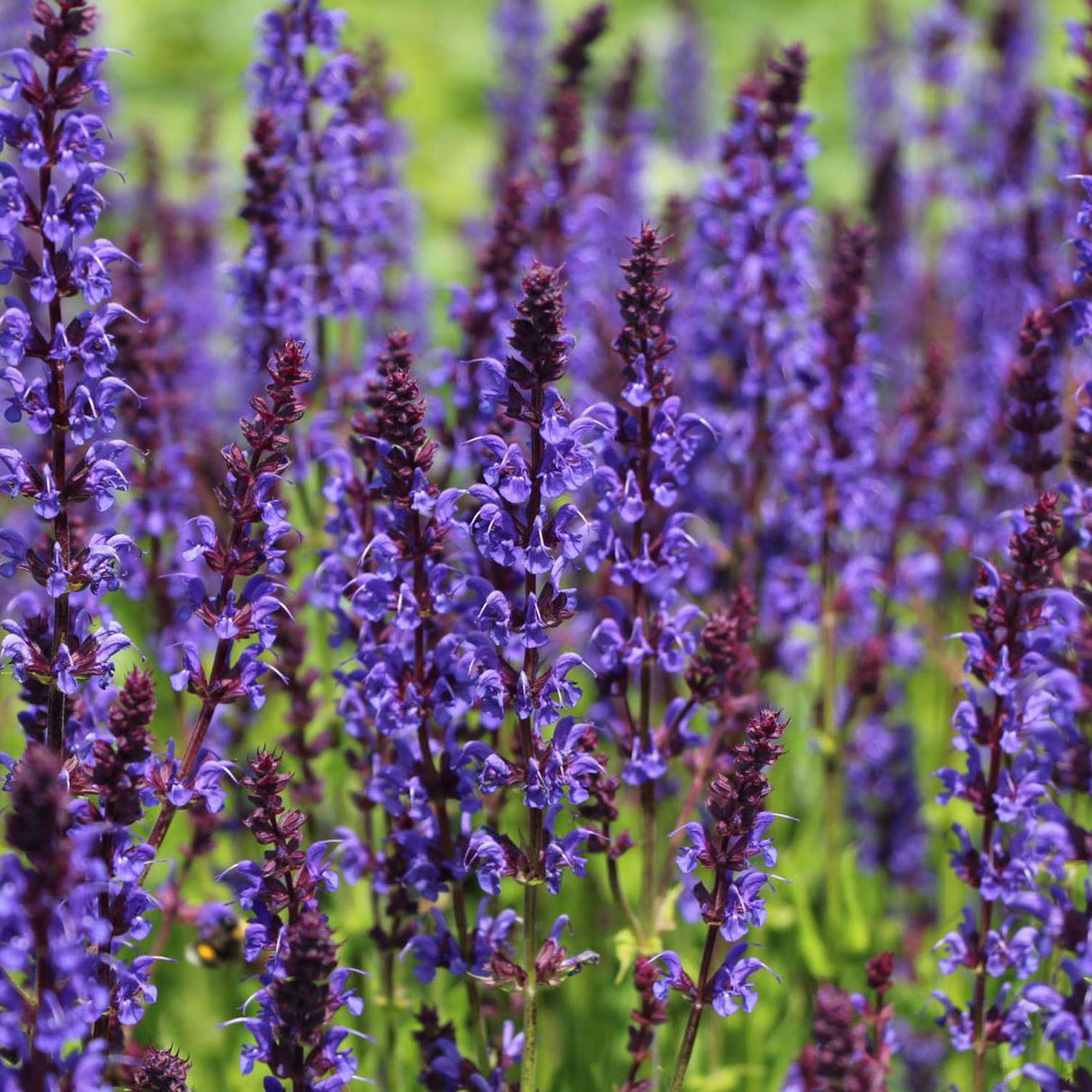 Salvie de Padure Mainacht, cu flori mov intens si parfum puternic