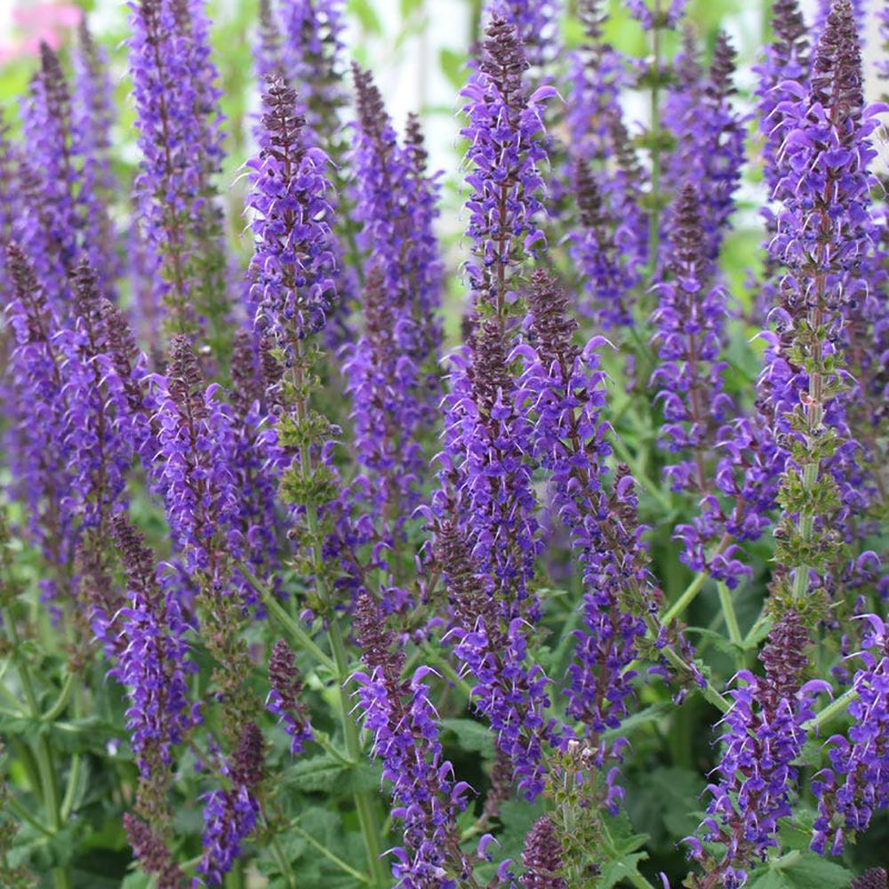 Salvie de Padure Midnight Purple, cu flori purpurii-inchis