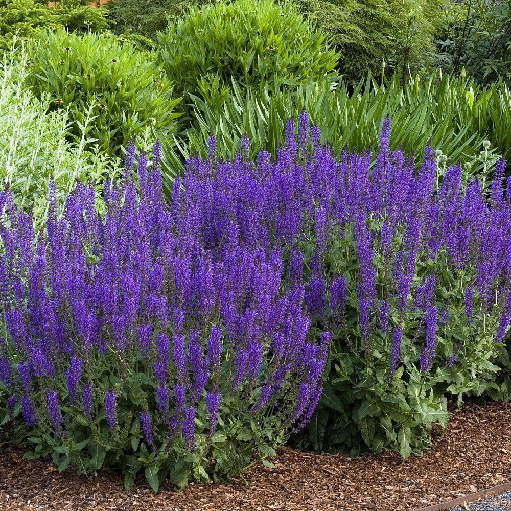 Salvie de Padure Midnight Purple, cu flori purpurii-inchis