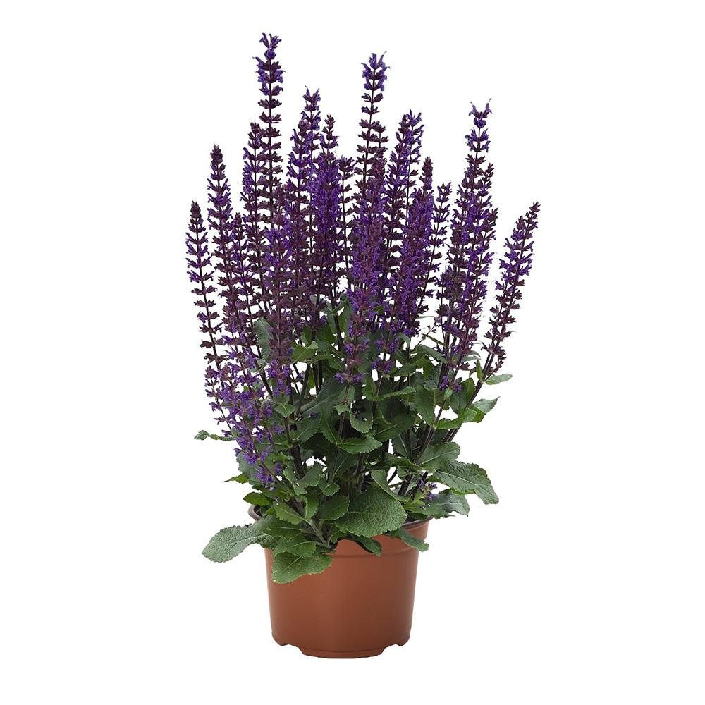 Salvie de Padure Midnight Purple, cu flori purpurii-inchis