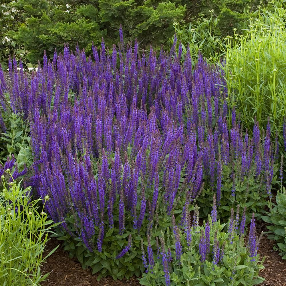 Salvie de Padure Ostfriesland, cu flori mov, parfum Intens