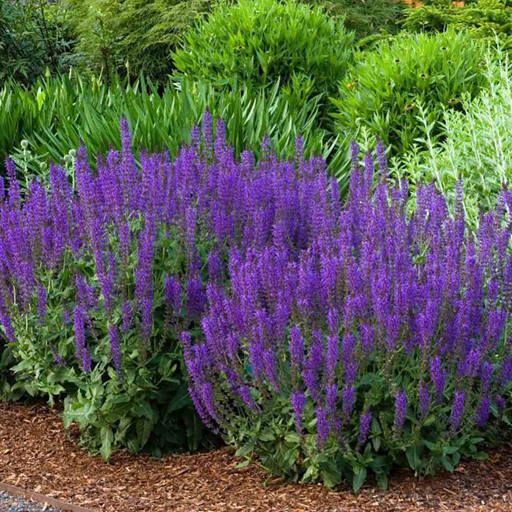 Salvie de Padure Ostfriesland, cu flori mov, parfum Intens