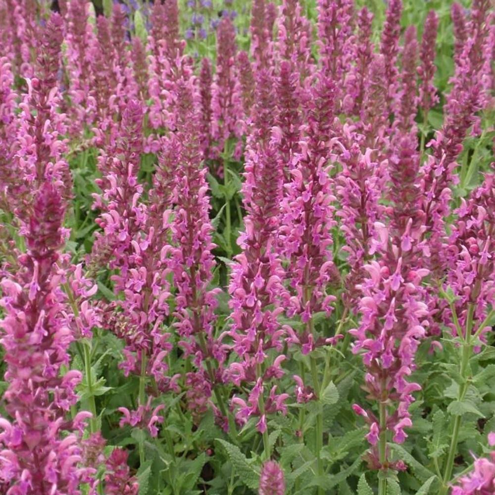 Salvie de Padure Pink Friesland, cu flori roz si parfum intens