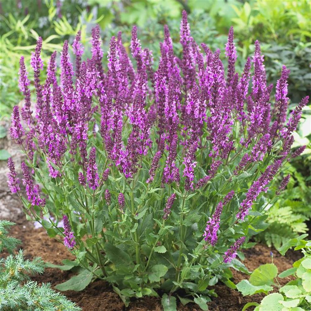 Salvie de Padure Pink Friesland, cu flori roz si parfum intens