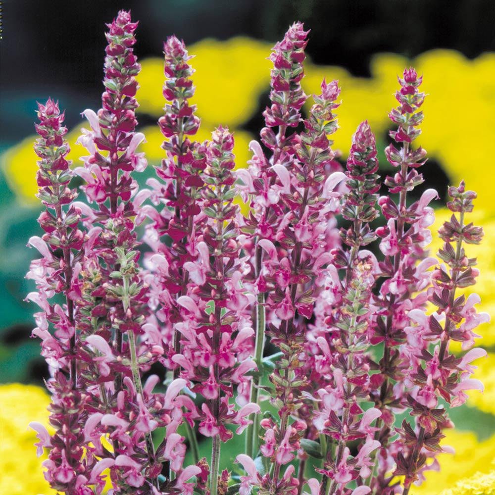 Salvie de Padure Rose Queen - Parfum Intens