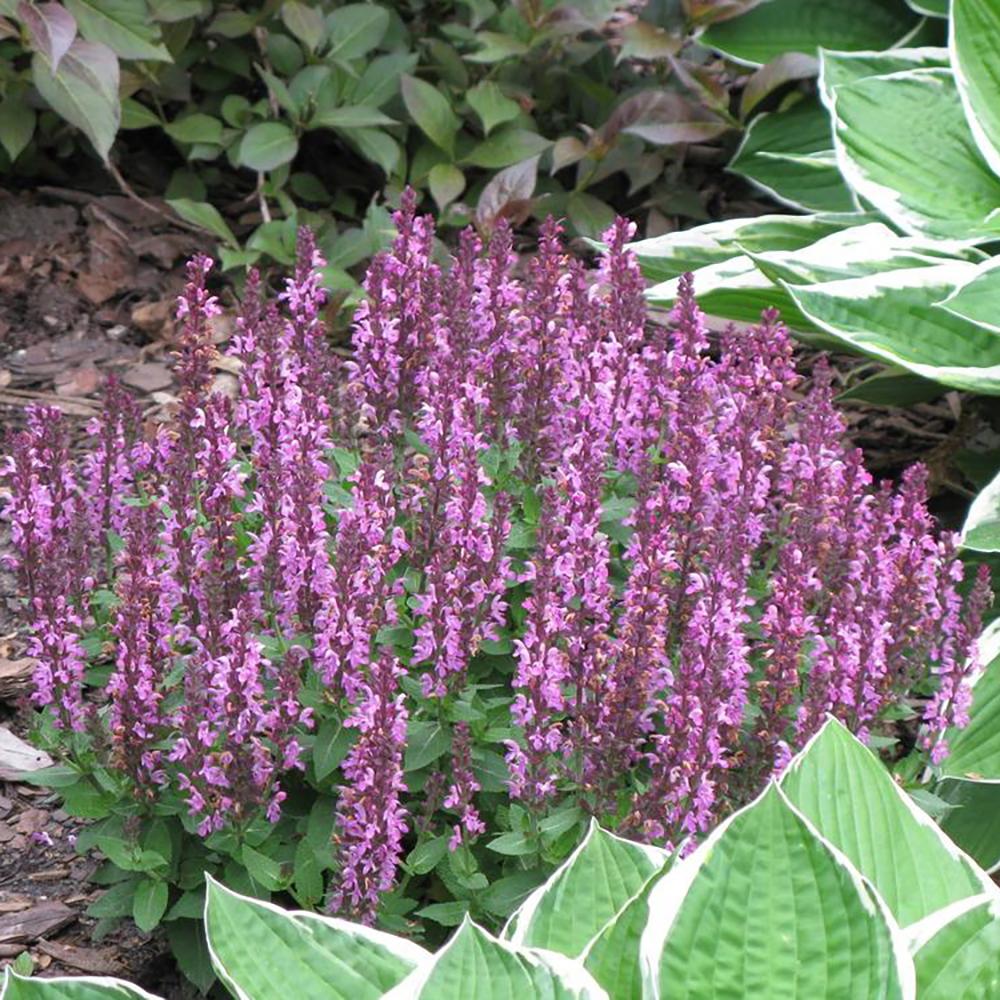 Salvie de Padure Rose Queen - Parfum Intens