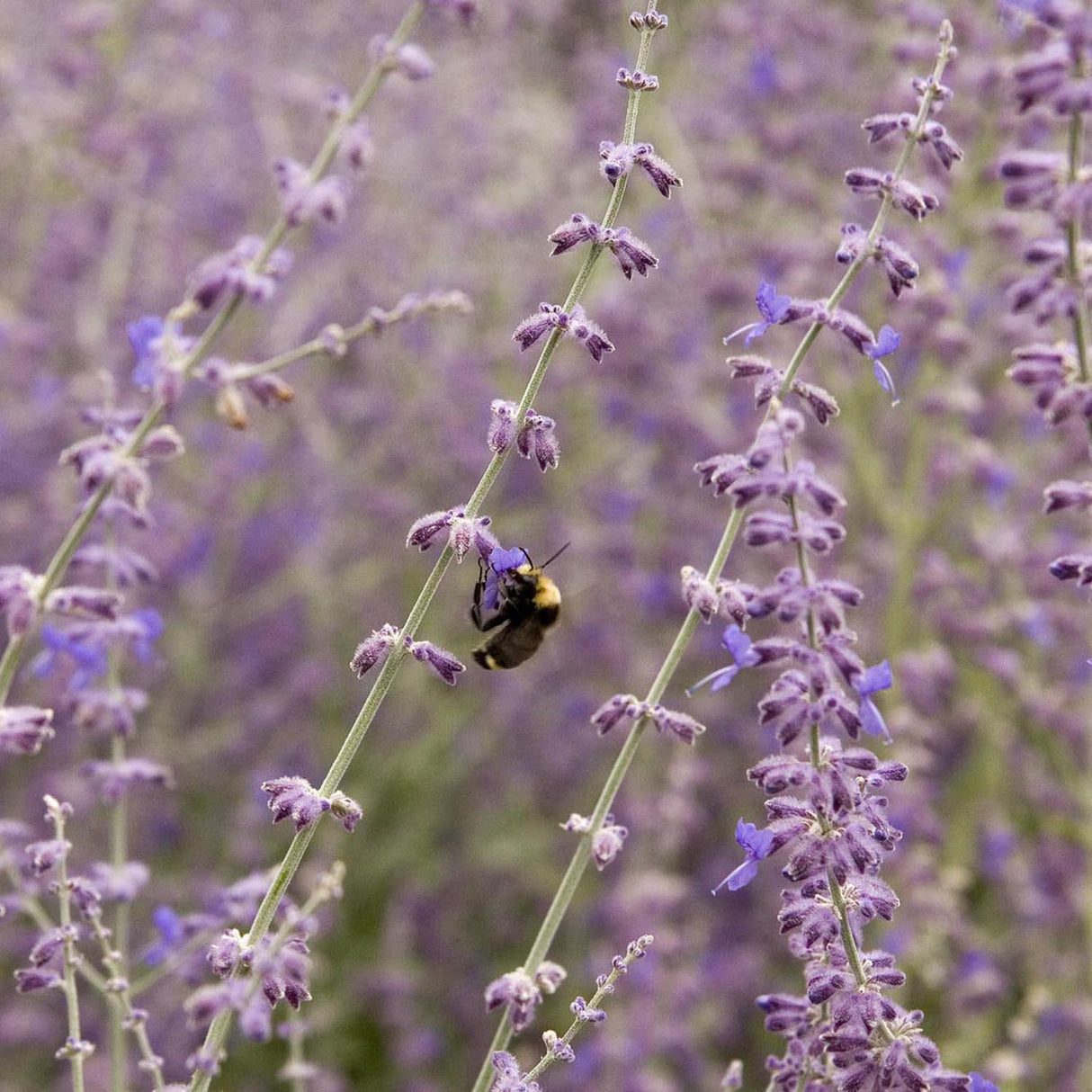 Salvie Ruseasca Blue Spire, cu flori albastre