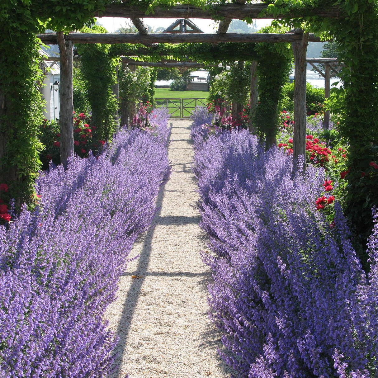 Salvie Ruseasca Blue Spire, cu flori albastre