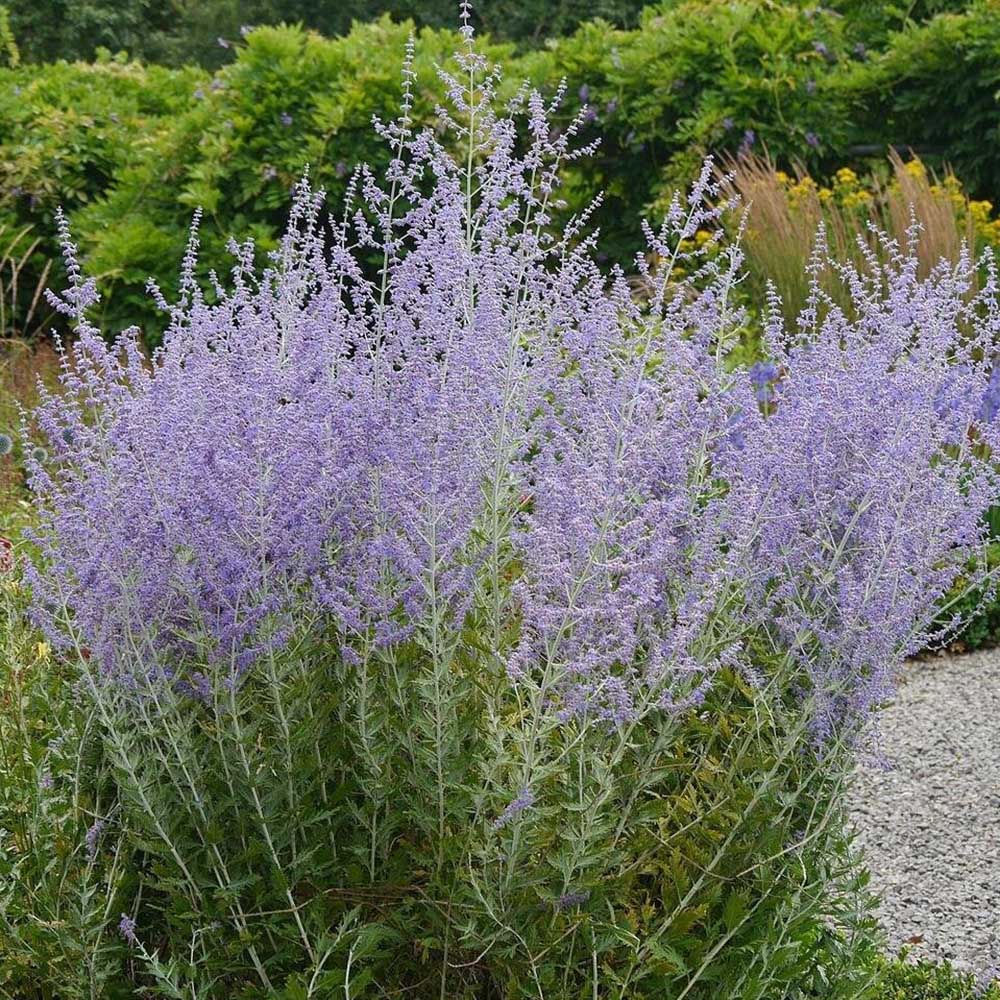 Salvie Ruseasca Little Spire, cu flori argintii-mov