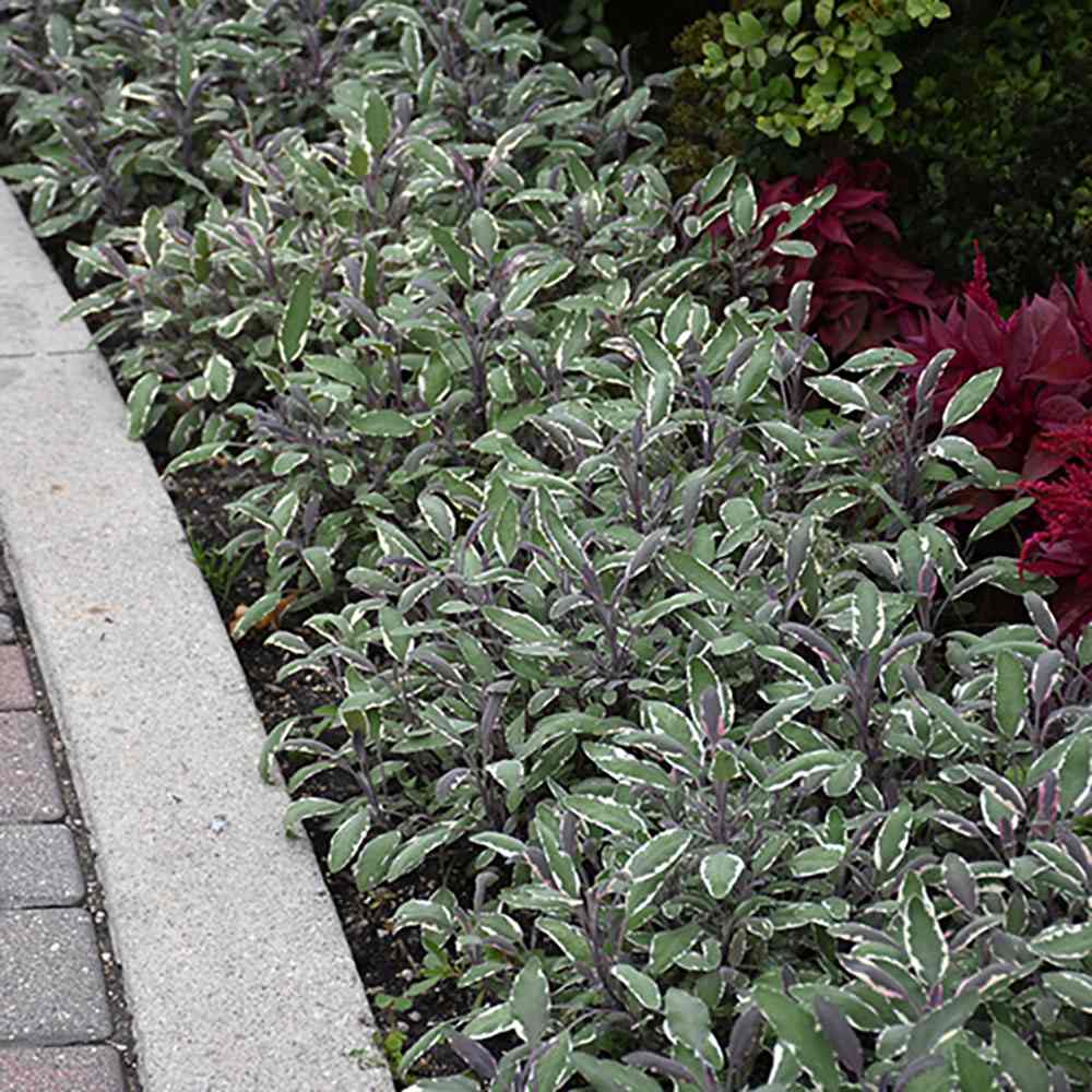 Salvie Tricolor, cu frunze verde-alb-roz si parfum placut