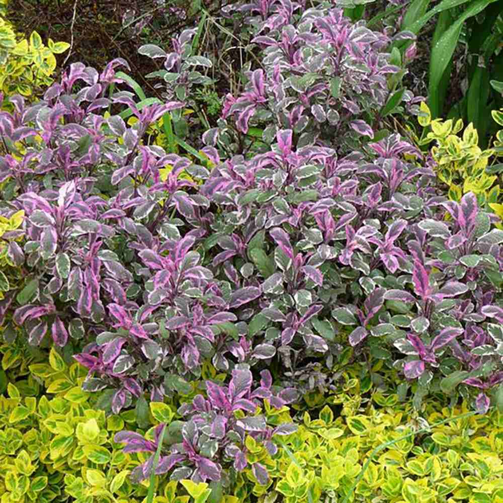 Salvie Tricolor, cu frunze verde-alb-roz si parfum placut