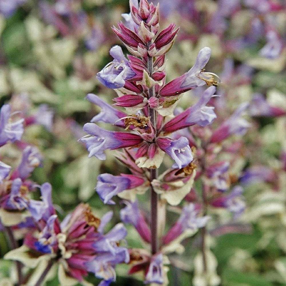 Salvie Tricolor, cu frunze verde-alb-roz si parfum placut