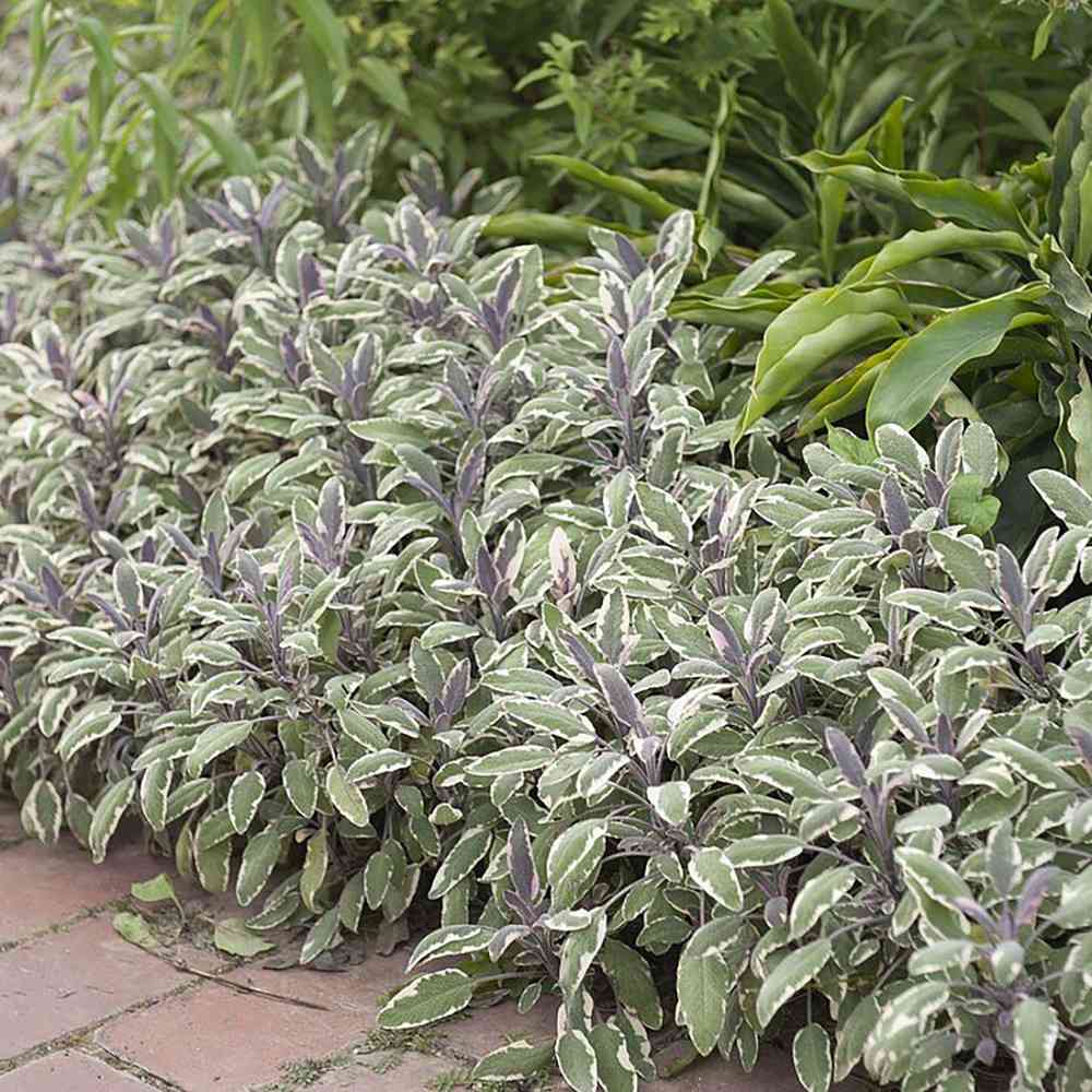 Salvie Tricolor, cu frunze verde-alb-roz si parfum placut