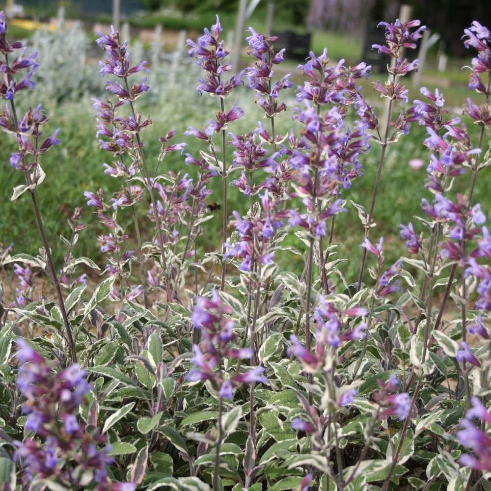Salvie Tricolor, cu frunze verde-alb-roz si parfum placut