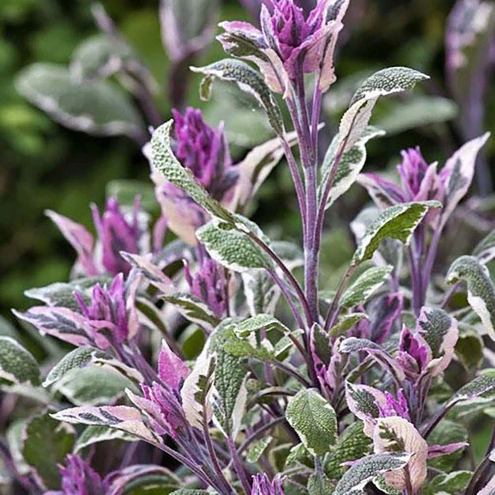 Salvie Tricolor, cu frunze verde-alb-roz si parfum placut